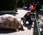 Deze schildpad was niet thuis